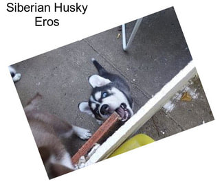 Siberian Husky Eros