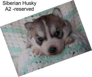 Siberian Husky A2 -reserved
