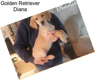 Golden Retriever Diana