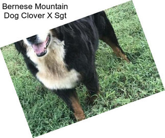 Bernese Mountain Dog Clover X Sgt