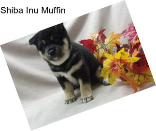 Shiba Inu Muffin