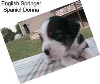English Springer Spaniel Donna