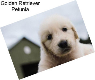 Golden Retriever Petunia
