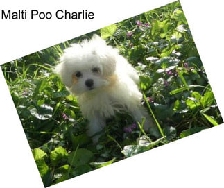 Malti Poo Charlie