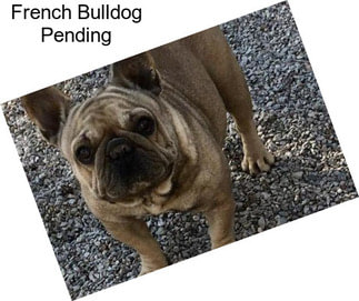 French Bulldog Pending