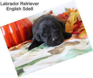 Labrador Retriever English Sde8