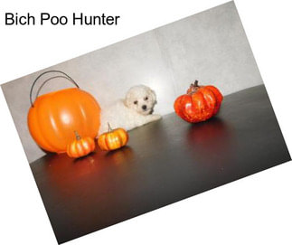 Bich Poo Hunter