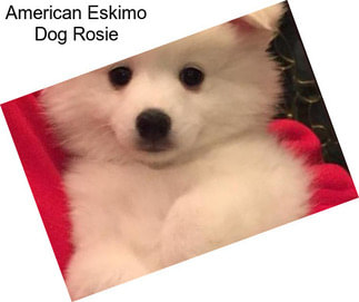 American Eskimo Dog Rosie