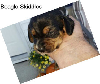 Beagle Skiddles