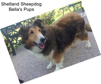 Shetland Sheepdog Bella\'s Pups