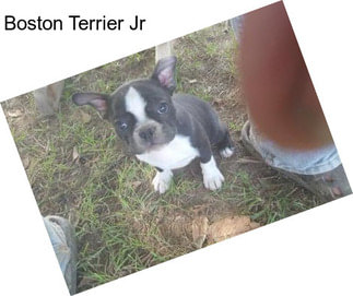 Boston Terrier Jr