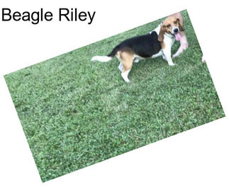 Beagle Riley