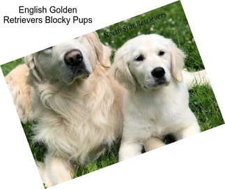 English Golden Retrievers Blocky Pups