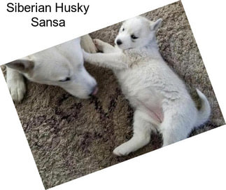Siberian Husky Sansa