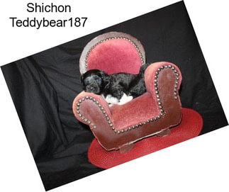 Shichon Teddybear187