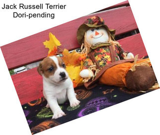 Jack Russell Terrier Dori-pending