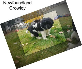 Newfoundland Crowley