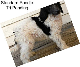 Standard Poodle Tri Pending