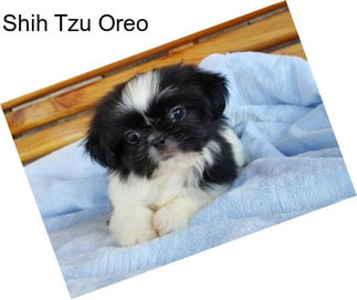 Shih Tzu Oreo