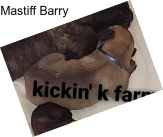Mastiff Barry