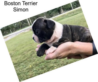 Boston Terrier Simon