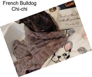 French Bulldog Chi-chi