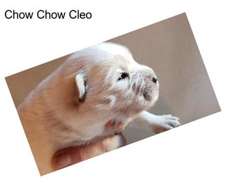 Chow Chow Cleo