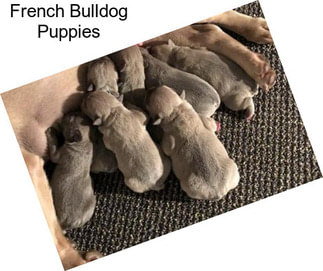 French Bulldog Puppies