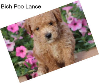 Bich Poo Lance