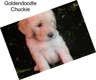 Goldendoodle Chuckie