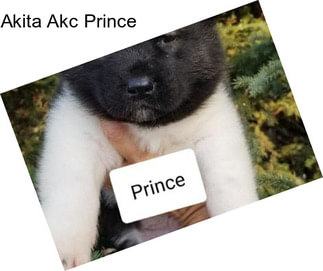 Akita Akc Prince