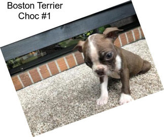 Boston Terrier Choc #1