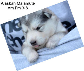 Alaskan Malamute Am Fm 3-8