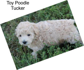 Toy Poodle Tucker