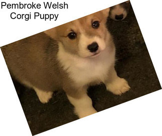 Pembroke Welsh Corgi Puppy