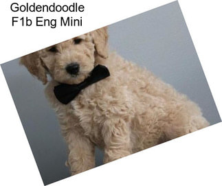 Goldendoodle F1b Eng Mini