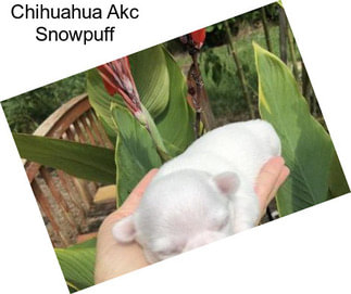 Chihuahua Akc Snowpuff