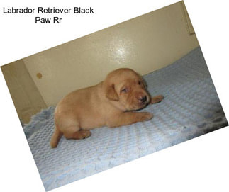 Labrador Retriever Black Paw Rr