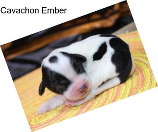 Cavachon Ember