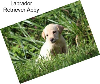 Labrador Retriever Abby