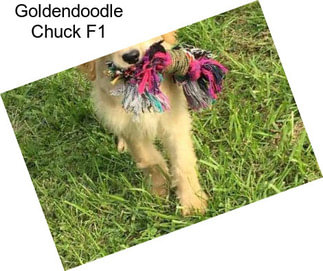 Goldendoodle Chuck F1