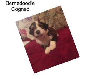 Bernedoodle Cognac