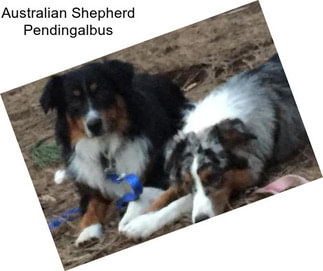 Australian Shepherd Pendingalbus