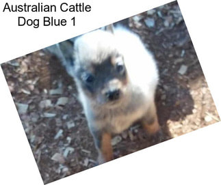 Australian Cattle Dog Blue 1