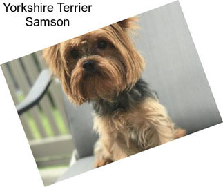 Yorkshire Terrier Samson