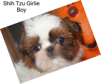 Shih Tzu Girlie Boy