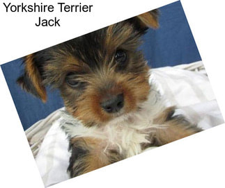 Yorkshire Terrier Jack