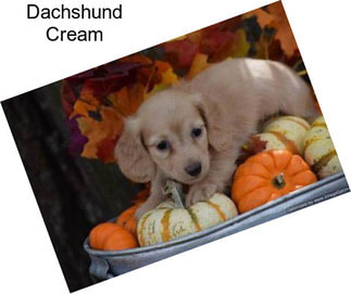 Dachshund Cream