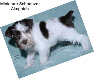 Miniature Schnauzer Akcpatch