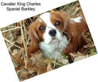 Cavalier King Charles Spaniel Barkley